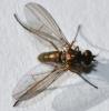 Syntormon sp.